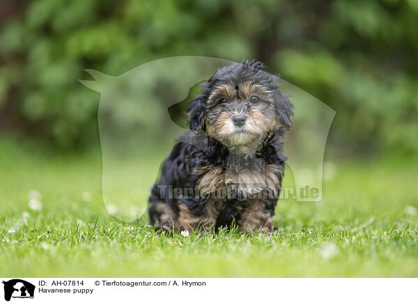 Havaneser Welpe / Havanese puppy / AH-07814