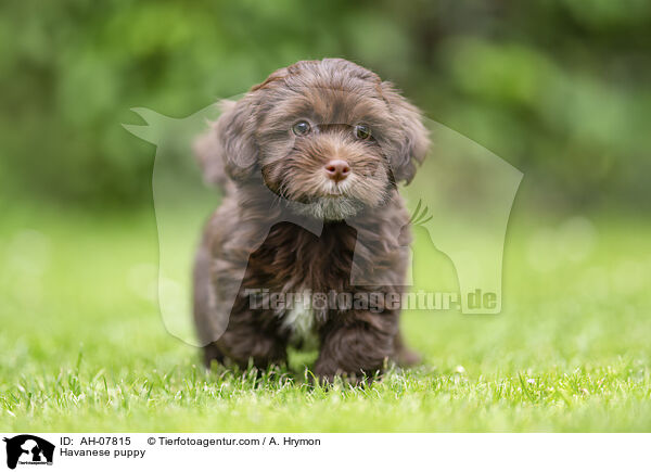 Havaneser Welpe / Havanese puppy / AH-07815