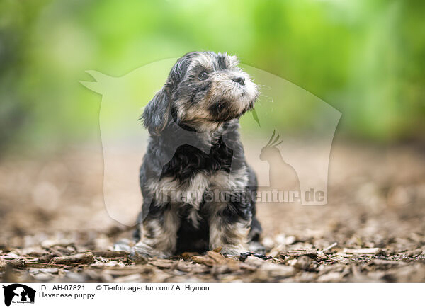 Havaneser Welpe / Havanese puppy / AH-07821