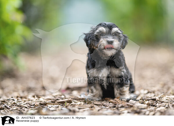 Havaneser Welpe / Havanese puppy / AH-07823