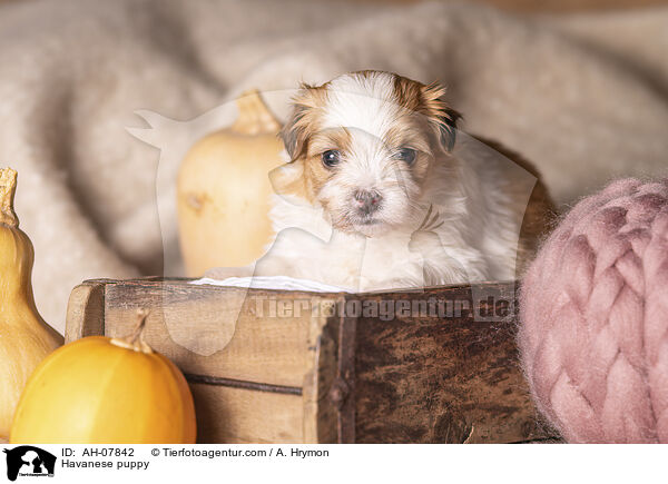 Havaneser Welpe / Havanese puppy / AH-07842