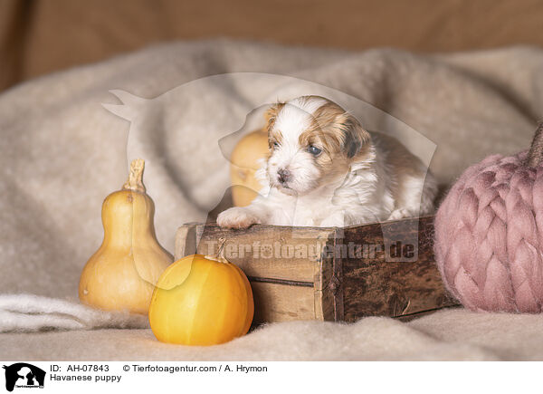 Havaneser Welpe / Havanese puppy / AH-07843