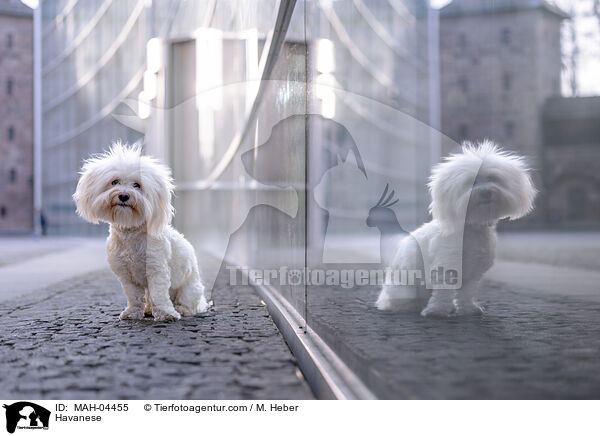 Havaneser / Havanese / MAH-04455