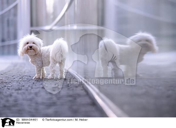 Havaneser / Havanese / MAH-04461