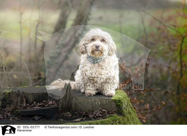 Havaneser / Havanese / DOL-02171