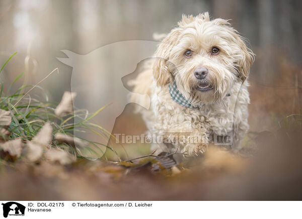 Havaneser / Havanese / DOL-02175