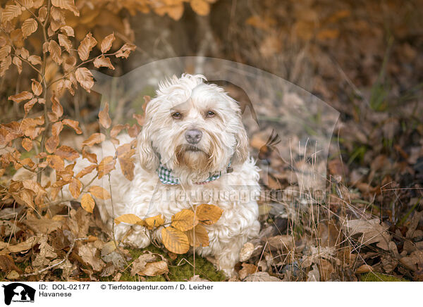 Havaneser / Havanese / DOL-02177