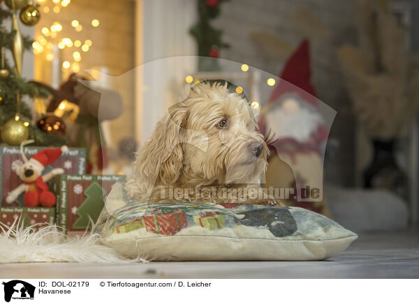 Havaneser / Havanese / DOL-02179