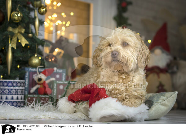 Havaneser / Havanese / DOL-02180