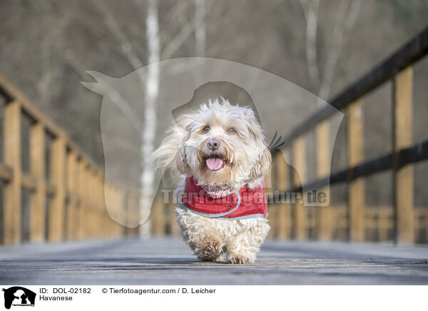 Havaneser / Havanese / DOL-02182