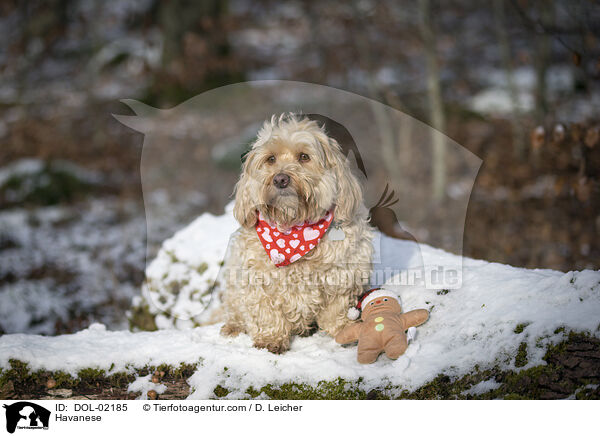 Havaneser / Havanese / DOL-02185