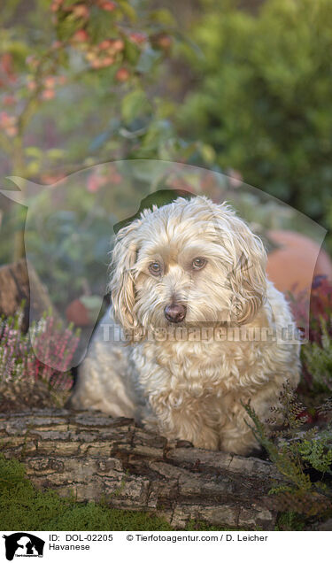 Havaneser / Havanese / DOL-02205