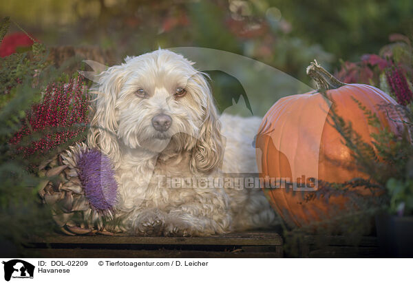 Havaneser / Havanese / DOL-02209