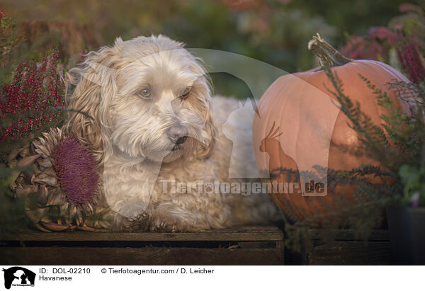 Havaneser / Havanese / DOL-02210