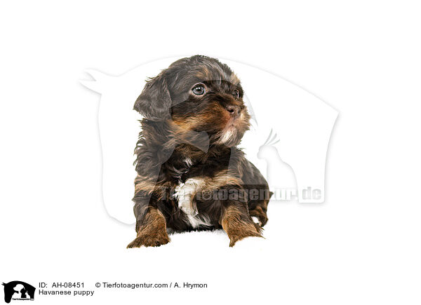 Havaneser Welpe / Havanese puppy / AH-08451