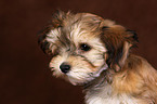 havanese puppy