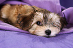 havanese puppy