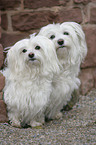 havanese