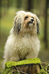 havanese