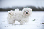 havanese