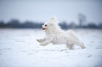 running havanese