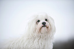 havanese portrait