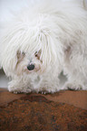 havanese