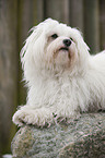 lying havanese