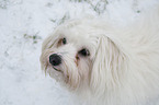 havanese portrait