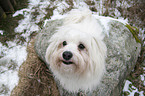 havanese portrait