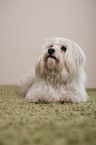 lying havanese