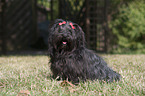 sitting havanese