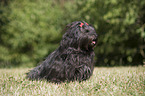 sitting havanese