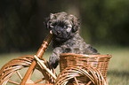 havanese puppy