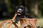 havanese puppy