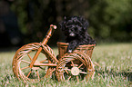 havanese puppy