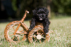 havanese puppy