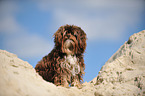 sitting Havanese