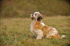 sitting Havanese