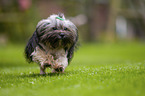 running Havanese