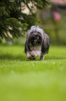 running Havanese