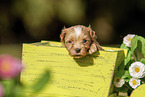 Havanese Puppy in wooden box