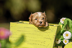 Havanese Puppy in wooden box