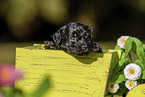 Havanese Puppy in wooden box