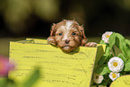 Havanese Puppy in wooden box