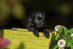 Havanese Puppy in wooden box