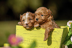 Havanese puppies in wooden box