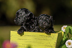 Havanese puppies in wooden box