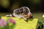 Havanese Puppy in wooden box