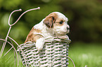 Havanese Puppy in decoration bicycle